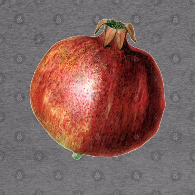 Pomegranate by Slightly Unhinged